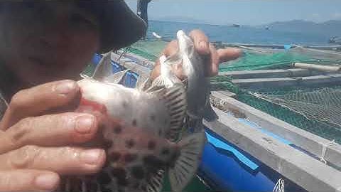 Giới thiệu cho các cần thủ, Câu cá nâu bằng mồi (cá nục )và rong (tập 57)