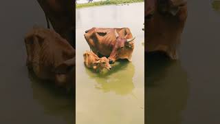 beautiful cow #trending #viral #video #shortvideo #cow #cowvideo #animal