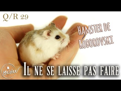 Q/A 29 : Je n&rsquo;arrive pas à APPRIVOISER mon ROBOROVSKI ❓