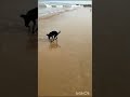 Funny Dog | Creative Hub