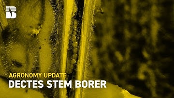 Dectes Stem Borer I Beck