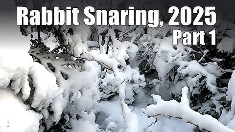 Rabbit Snaring, 2025:  Part 1