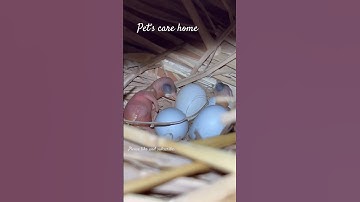 Java sparrow Birds Breeding successful #shorts #youtubeshorts #viral #javasparrow #breeding