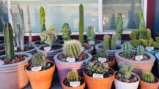 Cactus and Succulent Spring Update Part 2