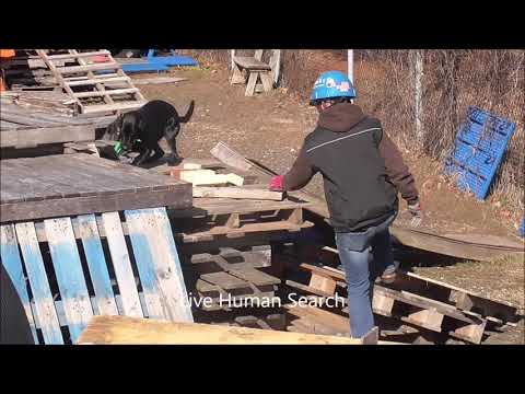 Vídeo: Treinando A Próxima Geração De Cães De Busca E Resgate No Penn Vet Working Dog Center