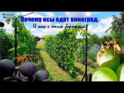 Почему осы едят