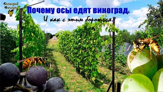 картинка: Почему осы едят виноград. И как с этим бороться