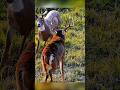 🤯Deer hunt so very beautiful shot #deer #загоннаяохота #deer #deerhunting #wildlife #весенняяохота