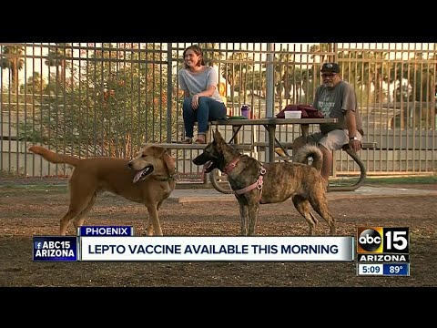 lepto-vaccine-available-saturday-morning-in-phoenix