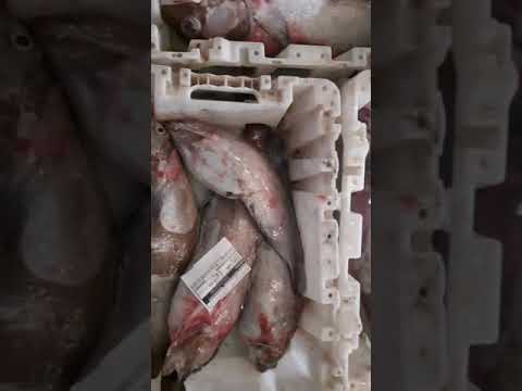سوق السمك بميناء اكادير قبل المزاد العلني
