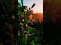 قلبي الذي اودعته نبض الهوى قلبي الذي اودعته نبض الهوى