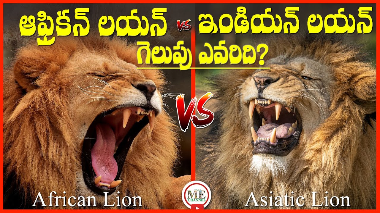 AFRICAN LION VS ASIATIC LION IN TELUGU | WHO WILL WIN | MOTHER EARTH