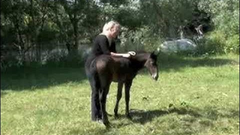 Foal halter training part 1
