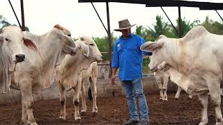 PAGKAIN NG KAMBING