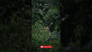 The Tigers Return Natures Most Majestic Comeback