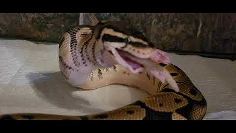 ⚠️Warning Live Feeding⚠️ Ball Python Strikes Camera then Squeezes Life Out Of Rat