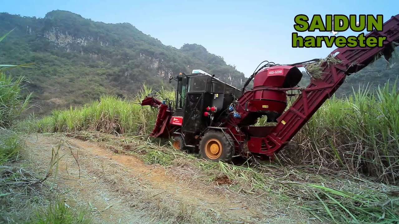 harvesting season sugarcane harvester work in the field YouTube