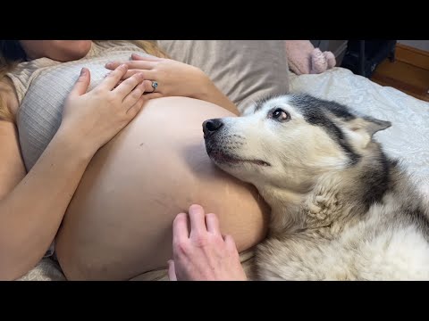 From Husky Protecting