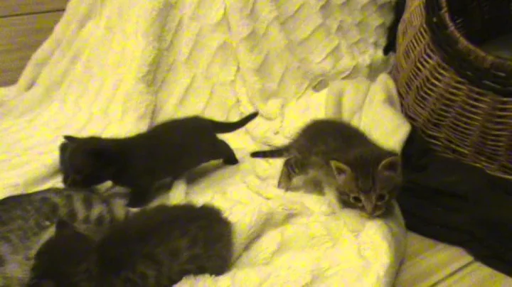 Watch the video about Munchkin Kitten - Little Great Ones Cattery