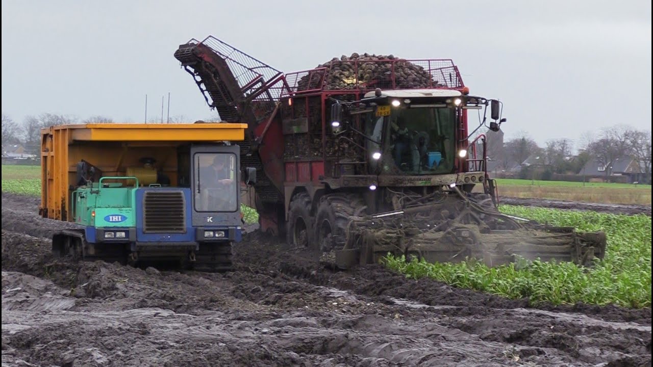 Bietenoogst 2023 | Extreme wet harvest | Vervaet Beet Eater 925 ploegt door de modder | IHI IC100