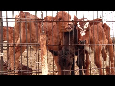 დეკეულებით და უშობელებით ნახირის დაკომპლექტება