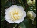 Камелия японская махровая. Пересадка..Camellia Japanese terry. Transfer