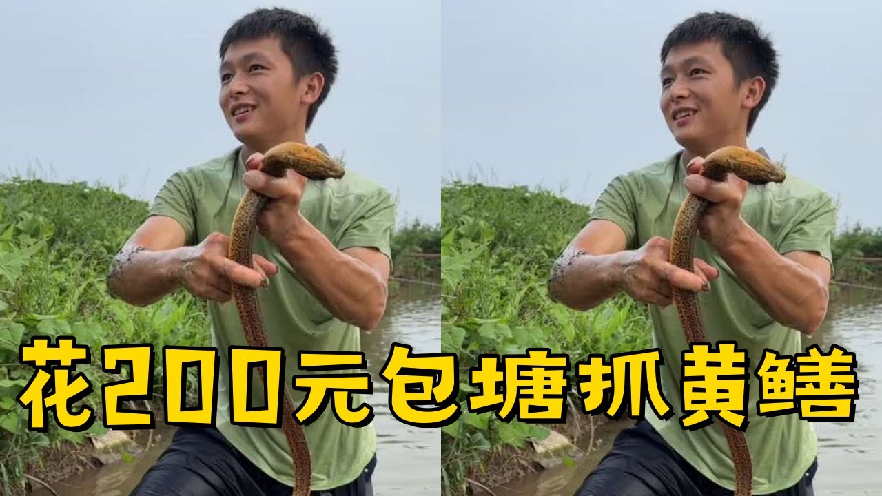 水猴子花200元包塘抓黄鳝，老板看见我抓到鳝鱼比他自己抓到还高兴！