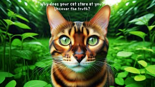 Why Does Your Cat Stare at You? Uncover the Truth!