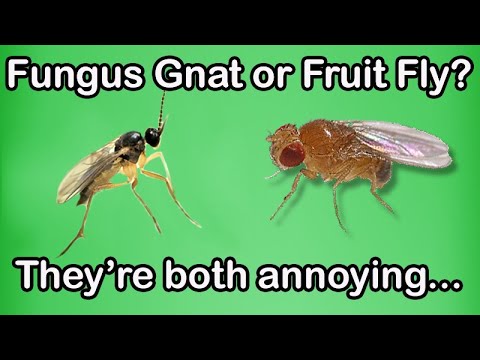Vidéo: Shore Fly ou Fungus Gnat - Différences entre Shore Fly et Fungus Gnat Bugs