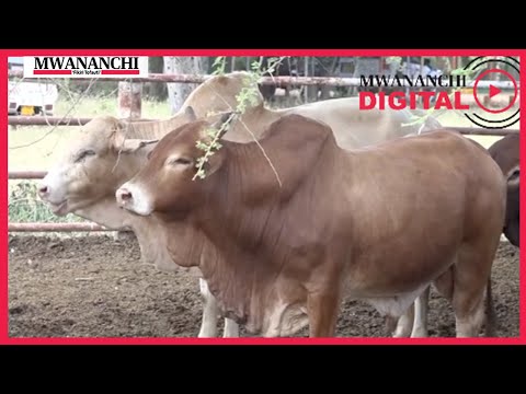 Narco Yazindua Uuzaji Madume Ya Mbegu