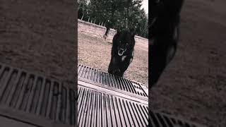 180 Black Wolf Edit Request Thehuskymaster08