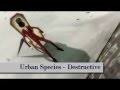 Capture de la vidéo Urban Species - Destructive  (Video By Burgiata)