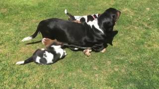 Basset Hound Puppies at 6 Weeks