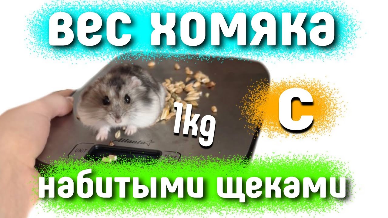 Сколько ВЕСИТ хомяк с ОГРОМНЫМИ щеками😱 эксперимент с 🐹 #яХрумка