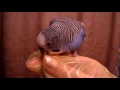 Кеша-петушок и пакет (волнистый попугайчик)