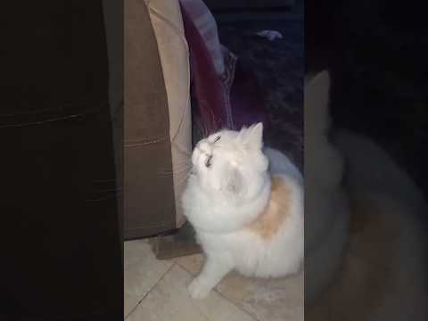 حطت آسيا في دماغها وقررت متنيمهاش