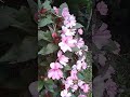 #flores #natureza #vidanaroça #chorts