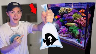 BUYING The FIRST FISH for My 20G SALTWATER AQUARIUM!!!