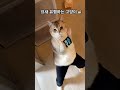 레전드 웃김🤣#catshorts #aicat #aivideo #먼치킨고양이 #웃긴고양이