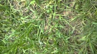 Garter snake eating toad part 2