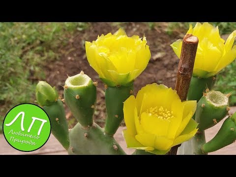 Кактус зацвел -