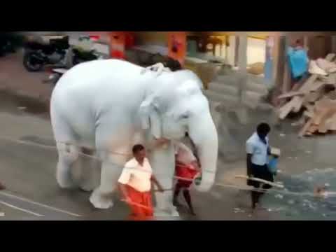 white elephant, thailand
