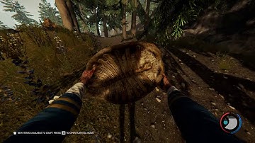 The Forest Canyon Turtle Sled