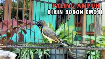CUKUP 1 MENIT❗Semua Sogon Langsung Nyaut Gacor dengan Pancingan Suara Sogon Ini !!