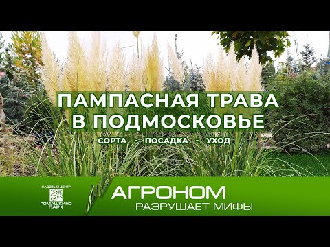 Пампасная трава (Кортадерия) в Подмосковье: правила выращивания