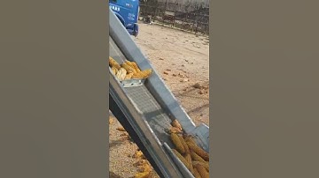 It is easy to pile and stack corn by conveyor