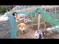 ジイチャンに怒られた!! 3月18日