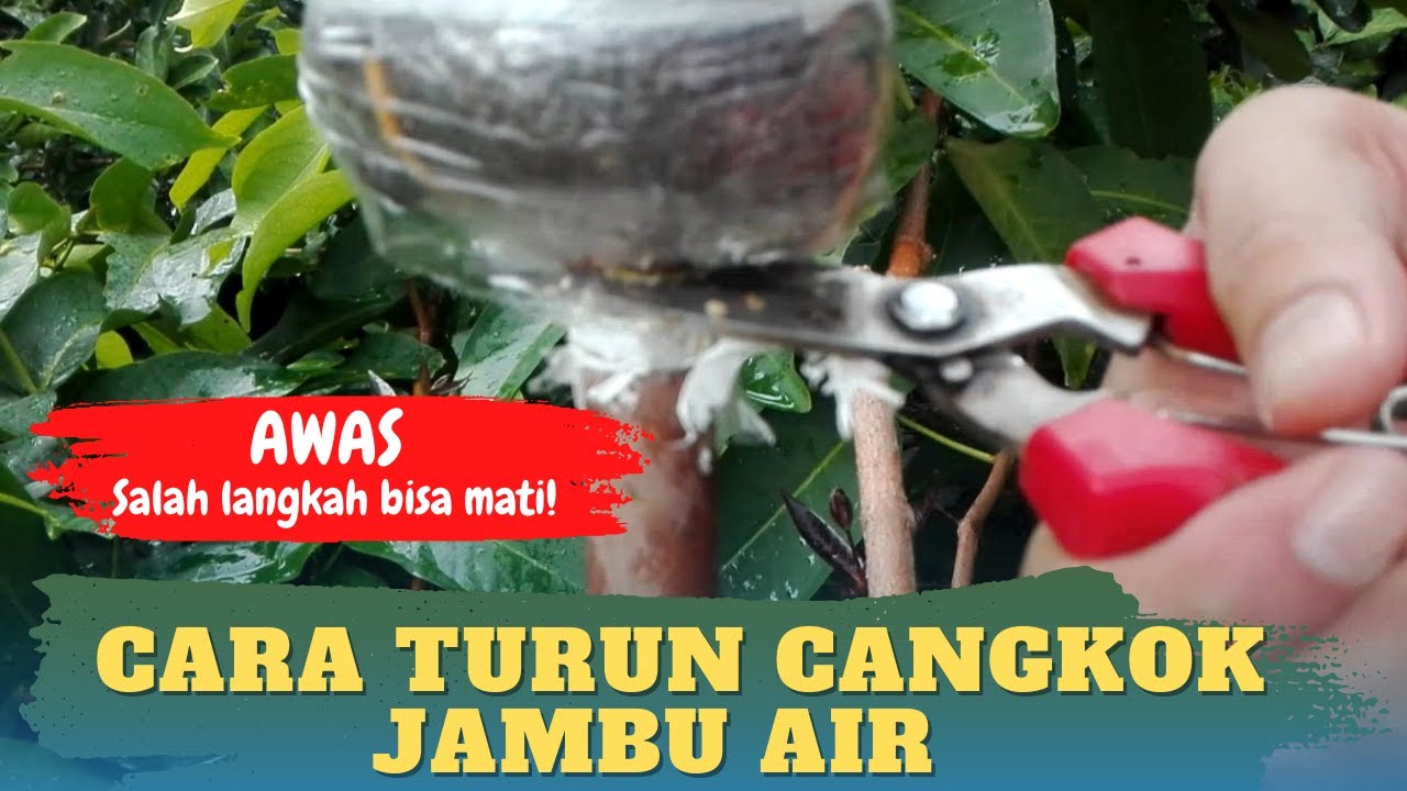 Cara Turun Cangkok Jambu Air AGAR TIDAK MATI