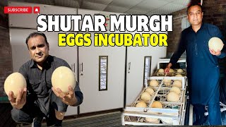 Ostrich Eggs incubator -  What is Ostrich Eggs incubator Temperature and Humidity