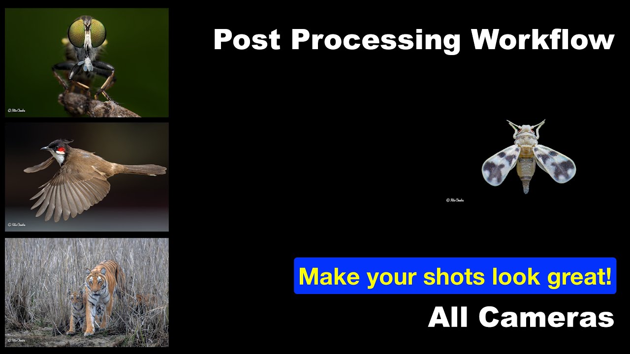 Workflow for Post Processing wildlife images!